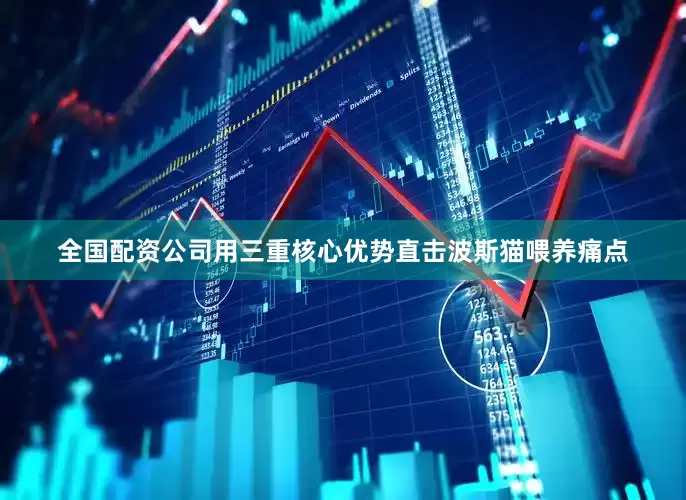 全国配资公司用三重核心优势直击波斯猫喂养痛点